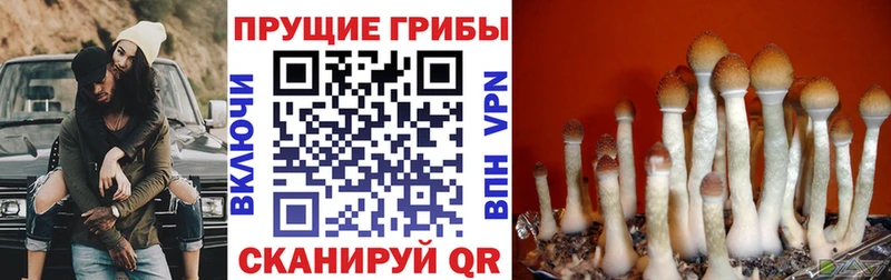 ОМГ ОМГ   Янаул  Псилоцибиновые грибы Psilocybine cubensis 